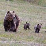 Gianluca Felicetti (Lav): “L’uccisione dell’orsa Amarena è effetto dell’aver sdoganato la caccia selvaggia”